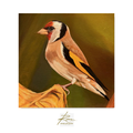 Gold Finch